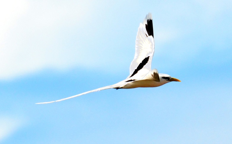LA DANSE DES PAILLE-EN-QUEUE