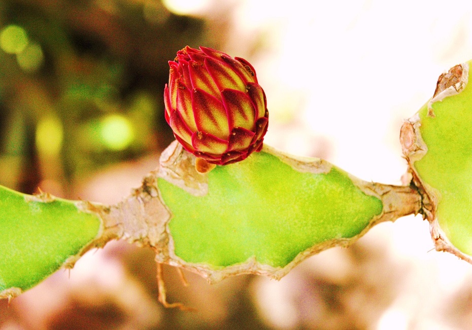 L'ÎLE INSOLITE D'UN JARDIN CRÉOLE (2011)