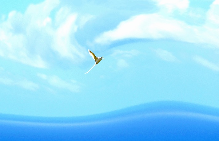 LA DANSE DES PAILLE-EN-QUEUE