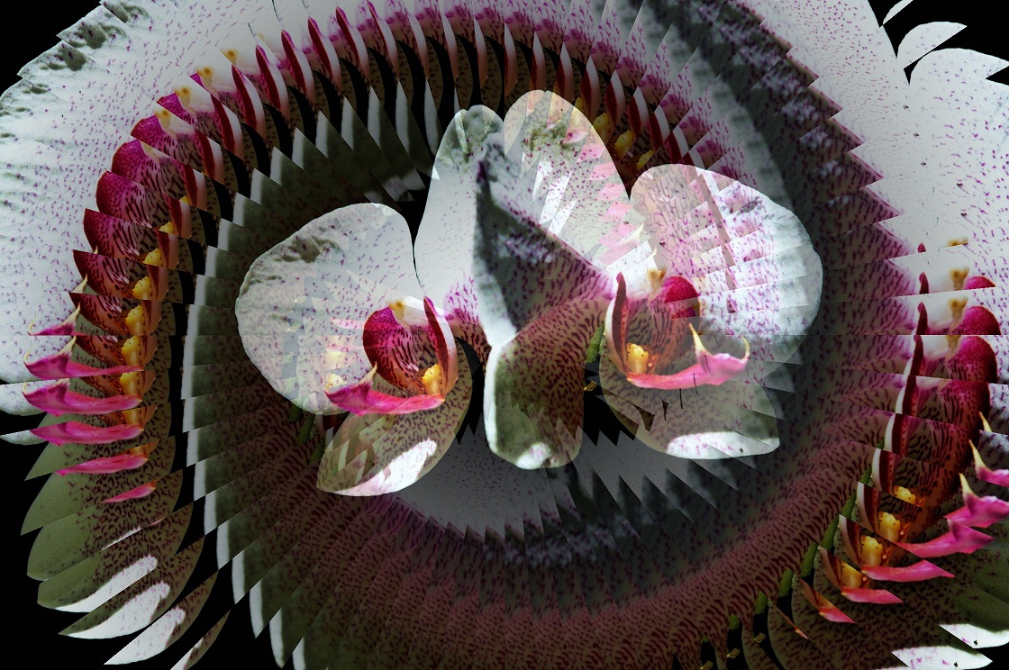 L'ÎLE INSOLITE D'UN JARDIN CRÉOLE (2011)