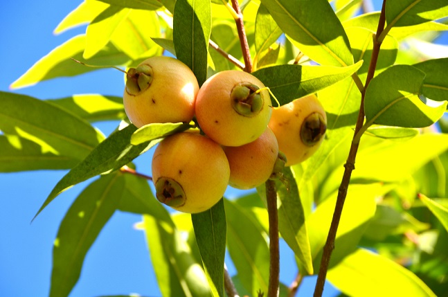 DE LA GRANDE CHALOUPE AU COLORADO