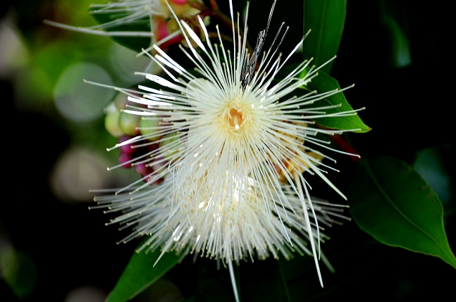 DE LA GRANDE CHALOUPE AU COLORADO