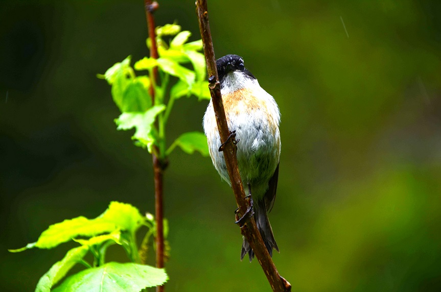 BALADE AU GRAND ETANG DE SAINT-BENOÎT