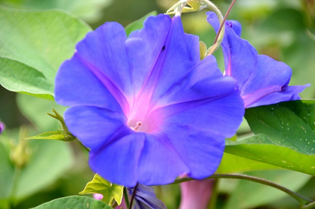 DE LA GRANDE CHALOUPE AU COLORADO