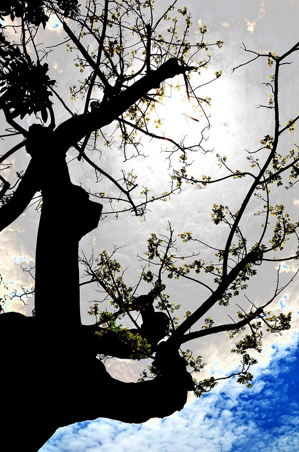 L'île des arabesques