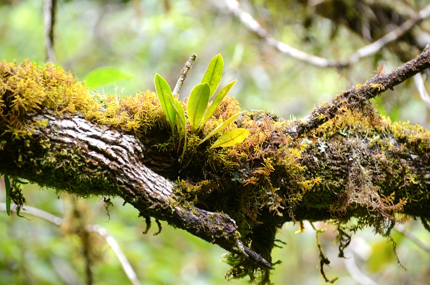 BALADE AU GRAND ETANG DE SAINT-BENOÎT