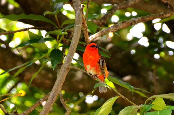 DE LA GRANDE CHALOUPE AU COLORADO