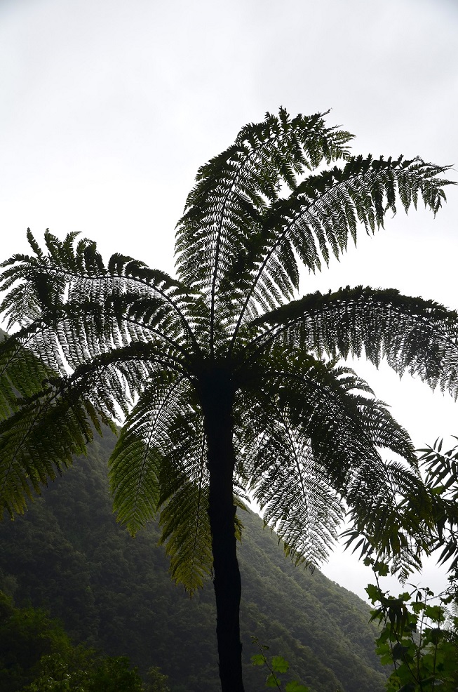 BALADE AU GRAND ETANG DE SAINT-BENOÎT