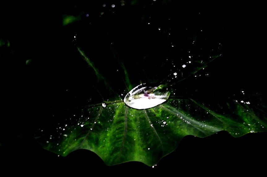 BALADE AU GRAND ETANG DE SAINT-BENOÎT