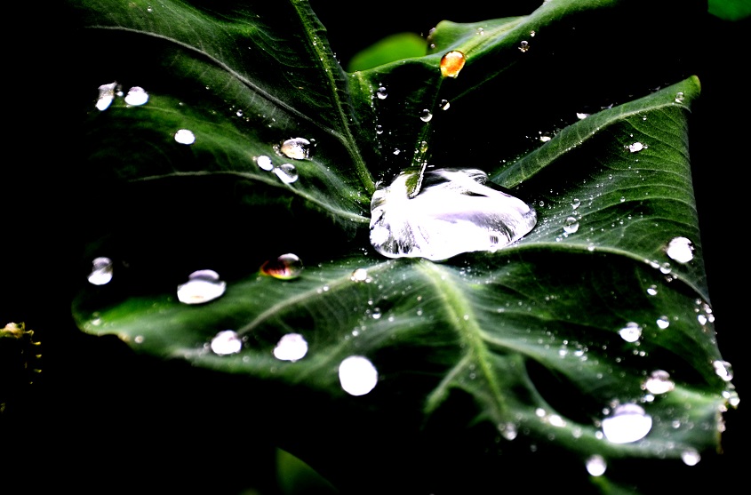 BALADE AU GRAND ETANG DE SAINT-BENOÎT
