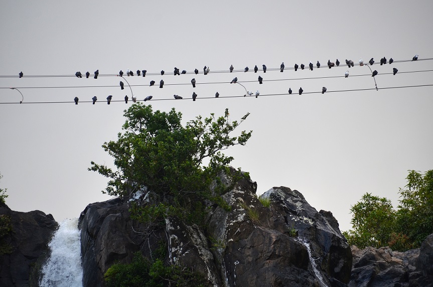 BALADE AU GRAND ETANG DE SAINT-BENOÎT