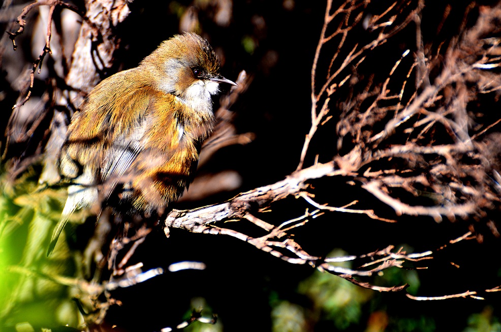 LE VOLCAN OU LA FUSION DES IMAGES (2014)