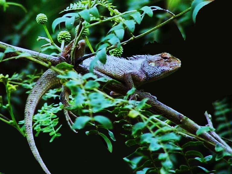 L'ÎLE INSOLITE D'UN JARDIN CRÉOLE (2011)