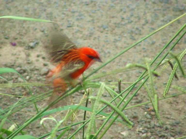 L'ÎLE INSOLITE D'UN JARDIN CRÉOLE (2011)