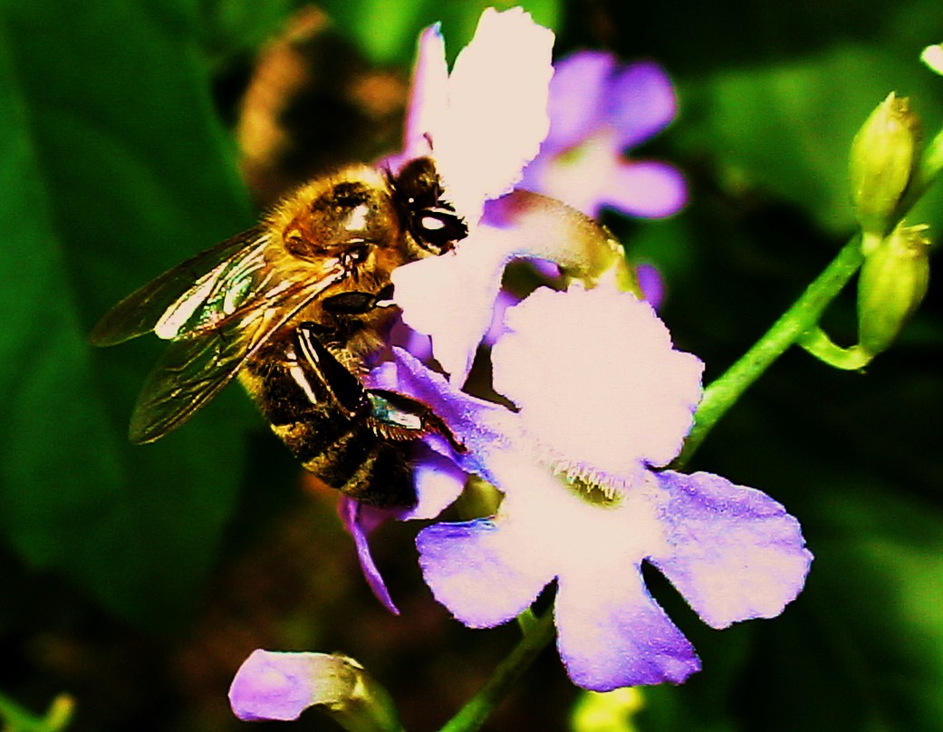 L'ÎLE INSOLITE D'UN JARDIN CRÉOLE (2011)