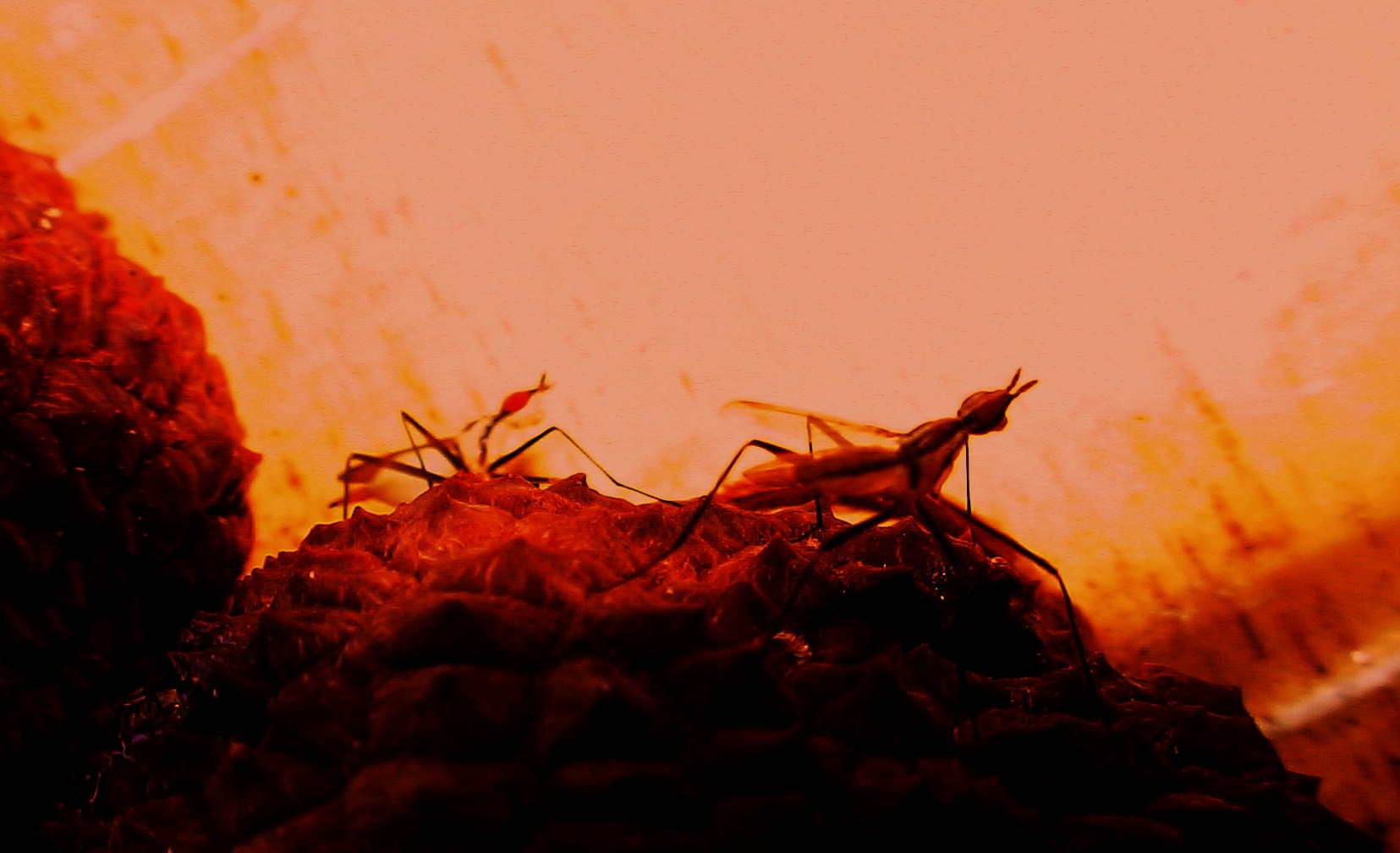 L'ÎLE INSOLITE D'UN JARDIN CRÉOLE (2011)