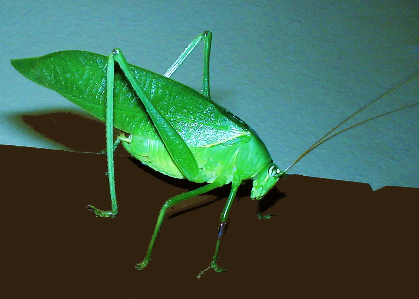 L'ÎLE INSOLITE D'UN JARDIN CRÉOLE (2011)