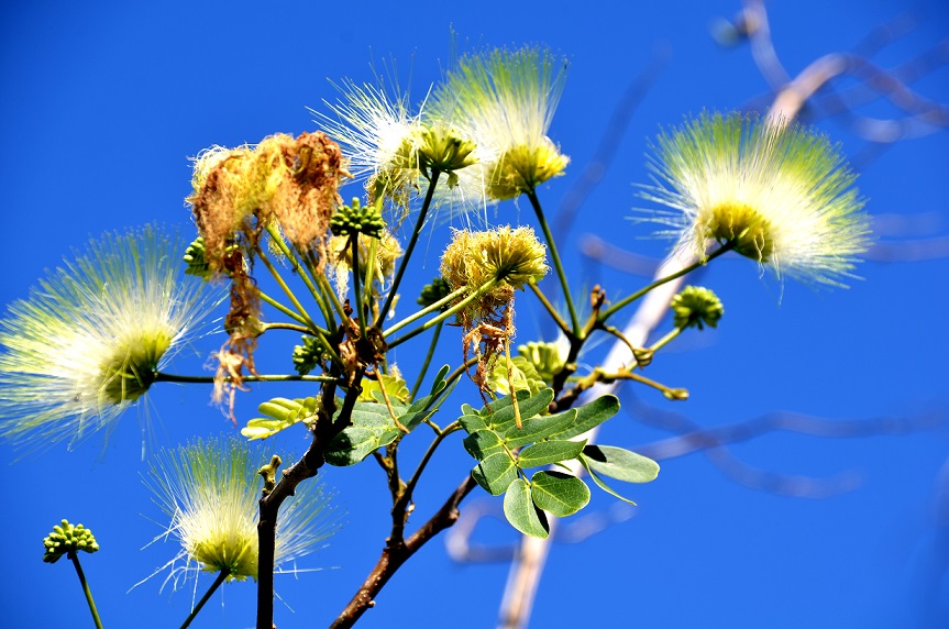 LE CHEMIN DES ANGLAIS