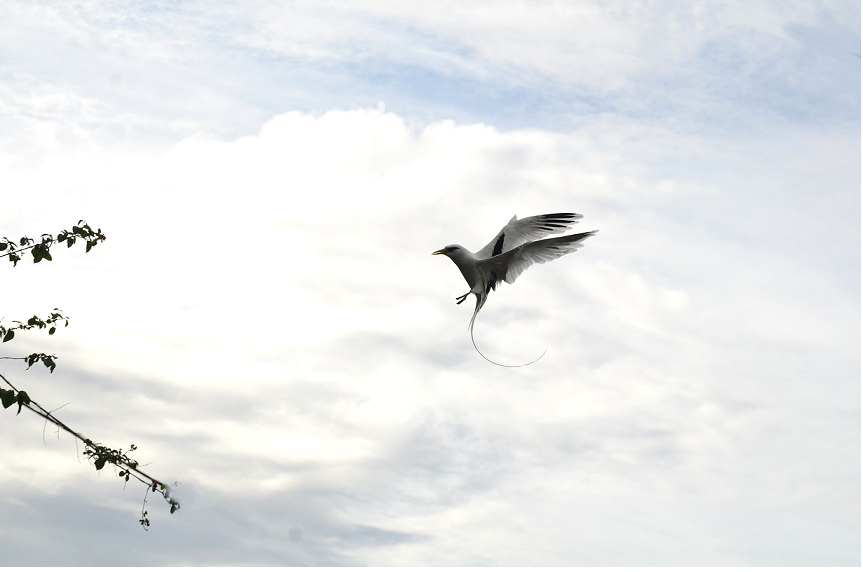 LA DANSE DES PAILLE-EN-QUEUE