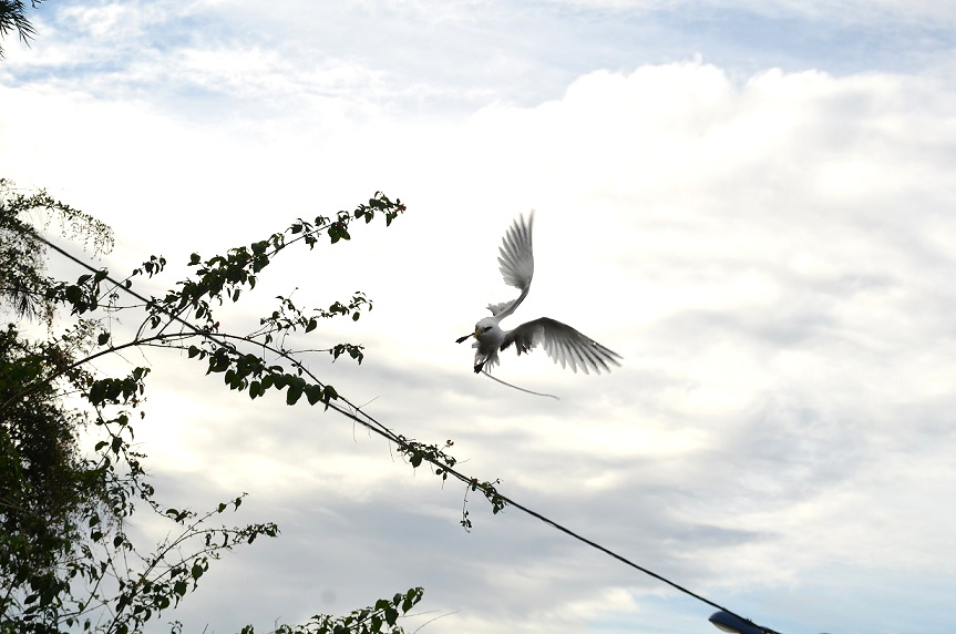 LA DANSE DES PAILLE-EN-QUEUE