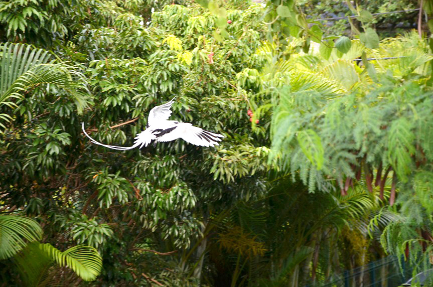 LA DANSE DES PAILLE-EN-QUEUE