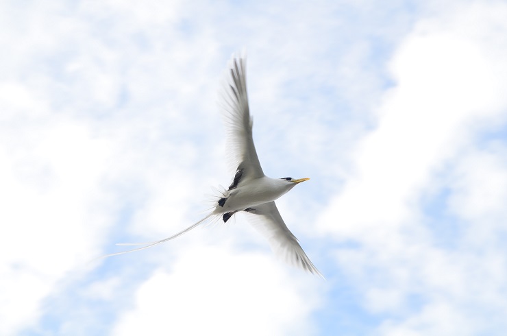 LA DANSE DES PAILLE-EN-QUEUE