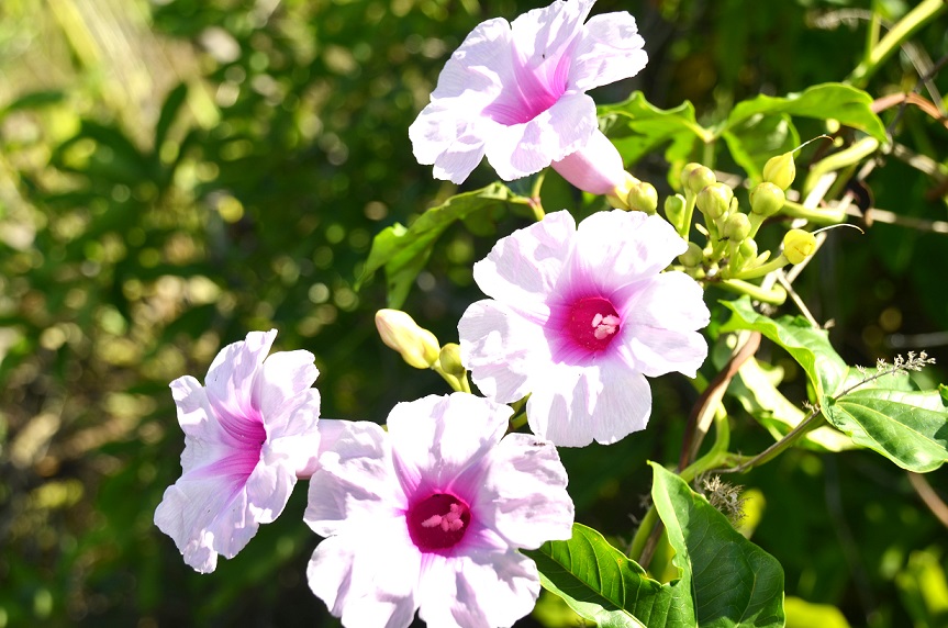 LE CHEMIN DES ANGLAIS