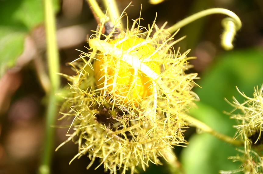 LE CHEMIN DES ANGLAIS