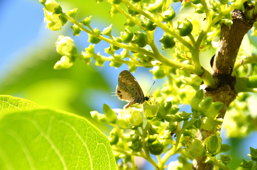 LE CHEMIN DES ANGLAIS