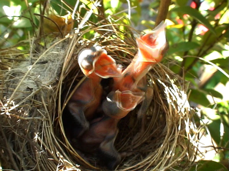 L'ÎLE INSOLITE D'UN JARDIN CRÉOLE (2011)